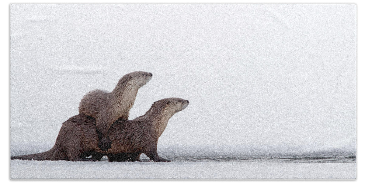 Otter Beach Towel featuring the photograph Otter Stepladder by Max Waugh