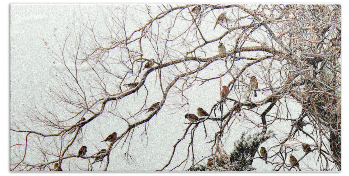 New Mexico Beach Towel featuring the photograph Out on a Limb First Snow by Barbara Chichester