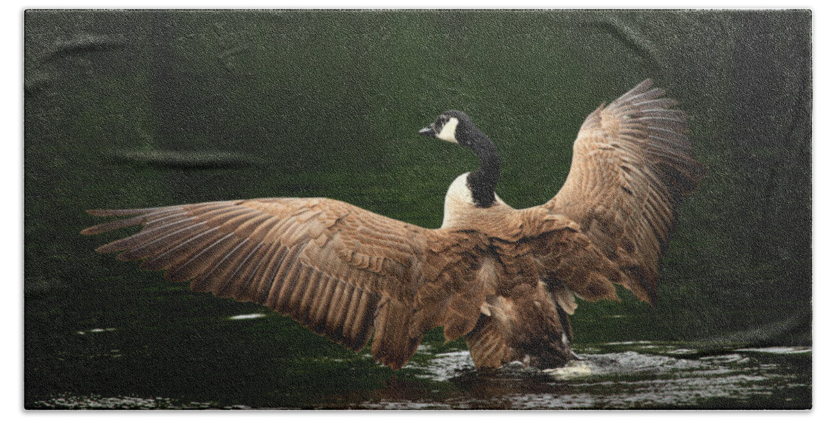 Goose Beach Towel featuring the photograph Outstretched Wings by Karol Livote
