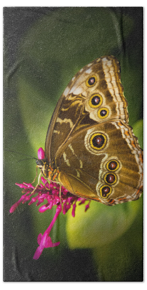 Pennysprints Beach Towel featuring the photograph Owl Butterfly with a Hat by Penny Lisowski