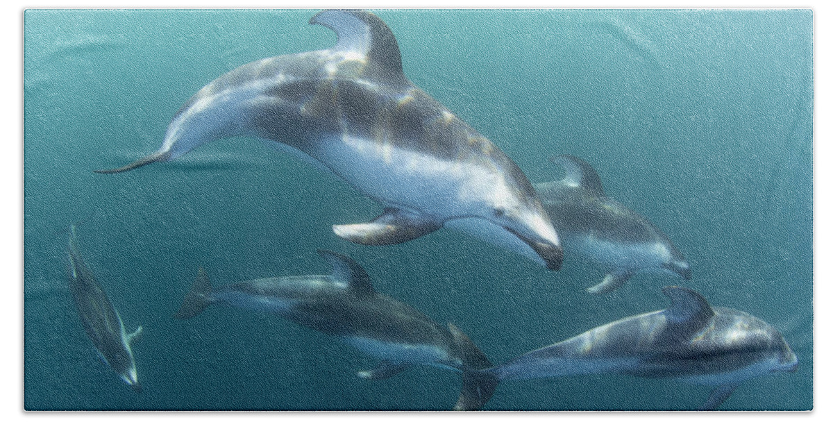 534184 Beach Towel featuring the photograph Pacific White-sided Dolphin Pod At Nine by Richard Herrmann