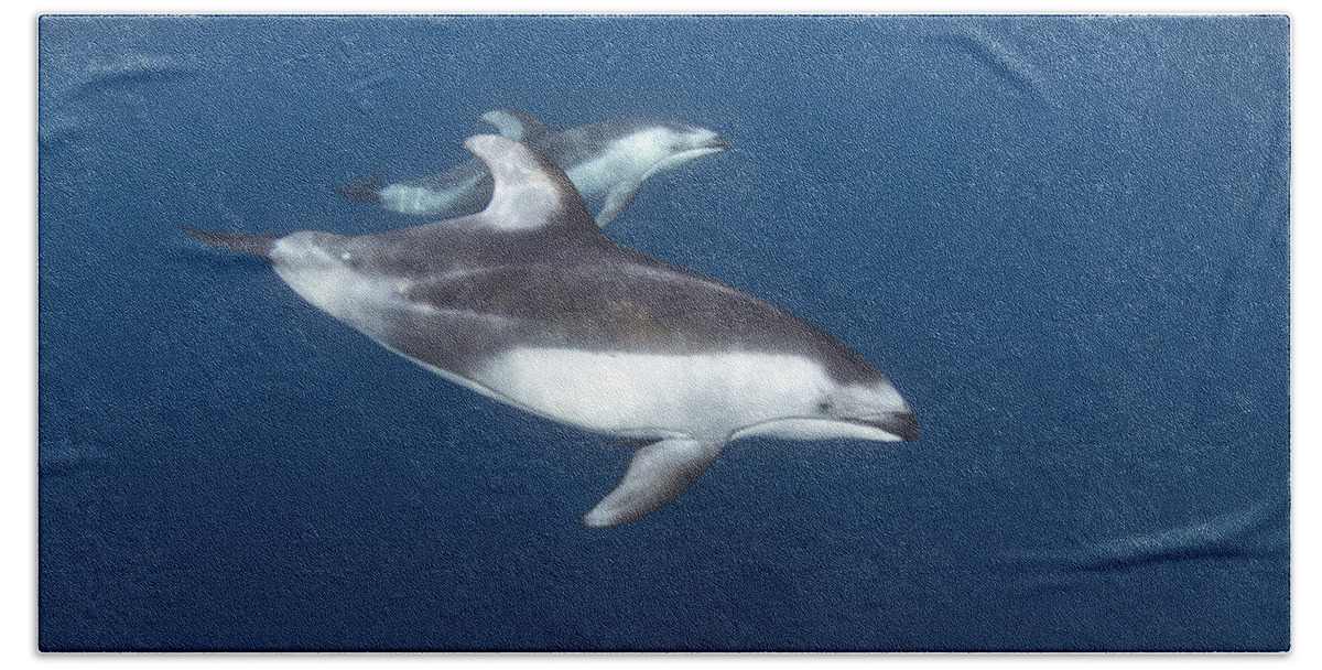 534182 Beach Towel featuring the photograph Pacific White-sided Dolphins by Richard Herrmann
