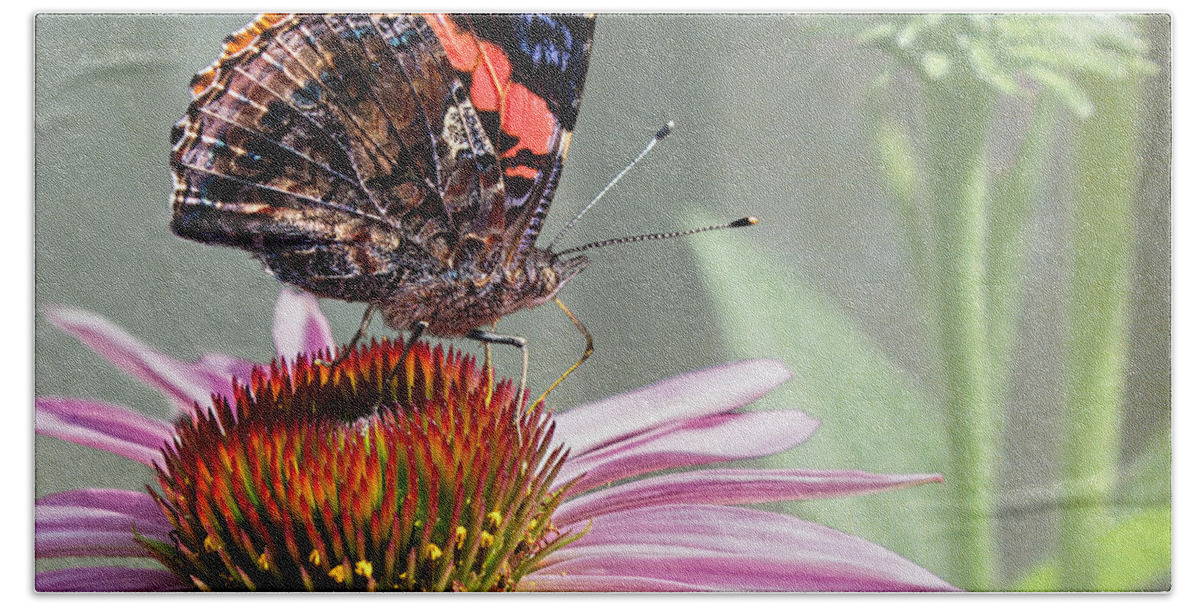 Painted Lady Beach Towel featuring the photograph Painted Lady on Coneflower by Barbara McMahon
