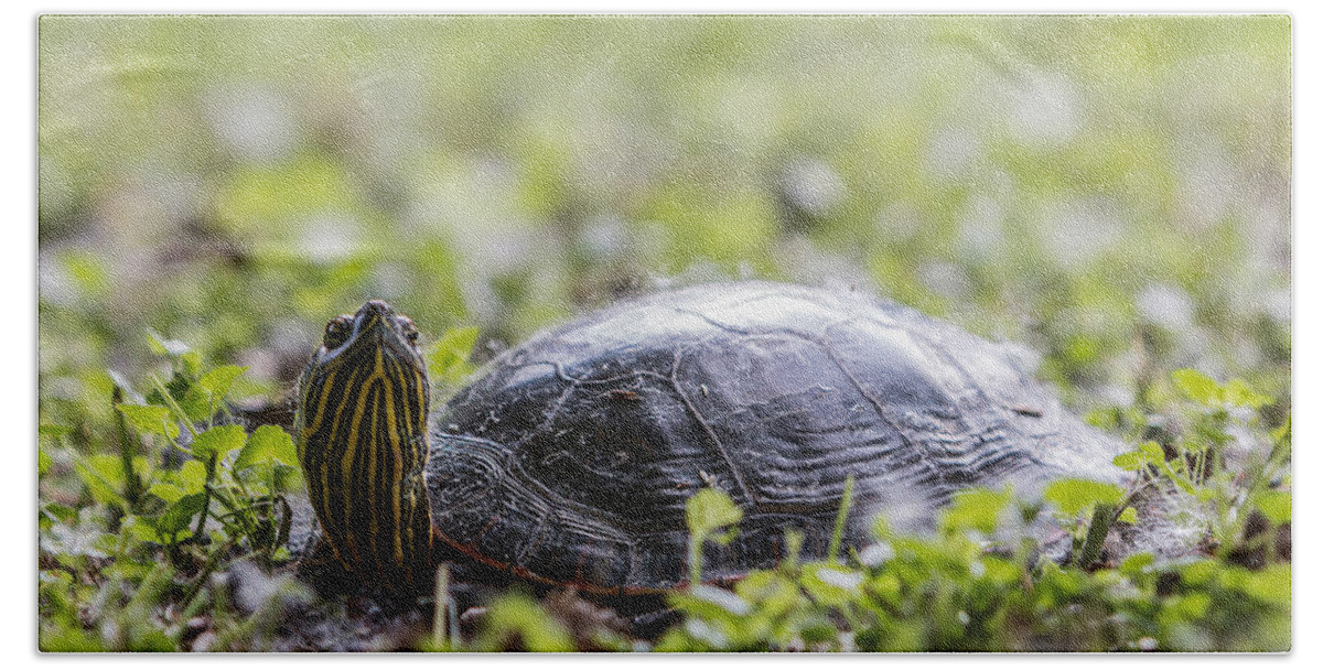 Painted Turtle Beach Sheet featuring the photograph Painted Turtle Close-up by Patti Deters