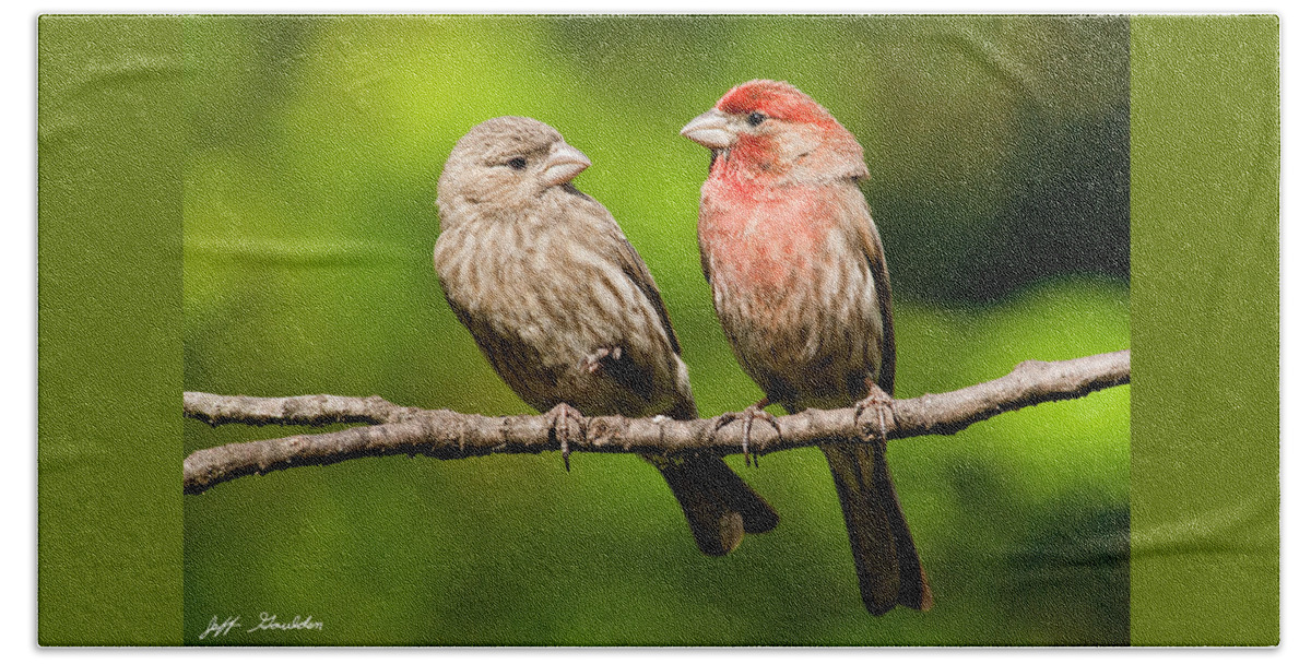 Affectionate Beach Towel featuring the photograph Pair of House Finches in a Tree by Jeff Goulden