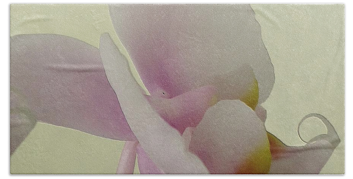 Flower Beach Towel featuring the photograph Pale Orchid on Cream by Barbie Corbett-Newmin