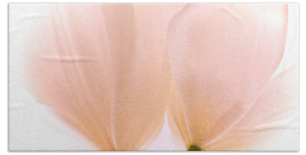 Flowers Beach Sheet featuring the photograph Pale Pink Tulips with Vignette by Phyllis Meinke