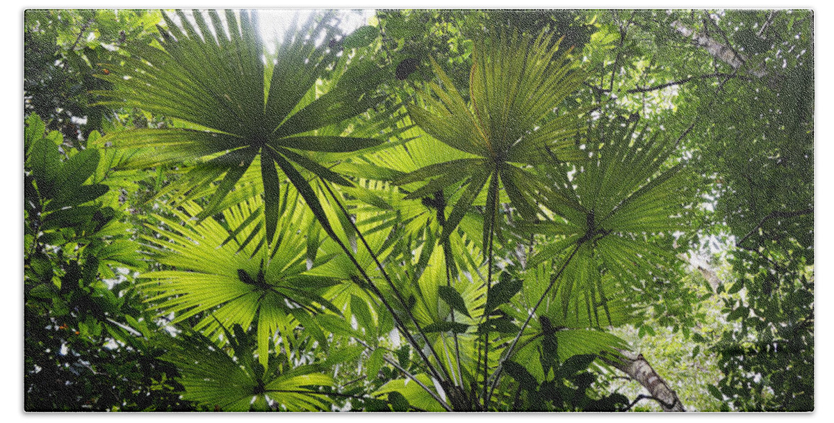 Feb0514 Beach Towel featuring the photograph Palm Leaves In Rainforest Costa Rica by Hiroya Minakuchi