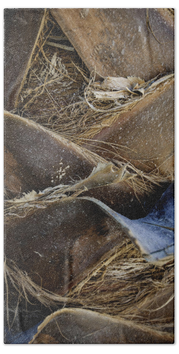 Faa Beach Towel featuring the photograph Palm Tree Bark by Sebastian Musial
