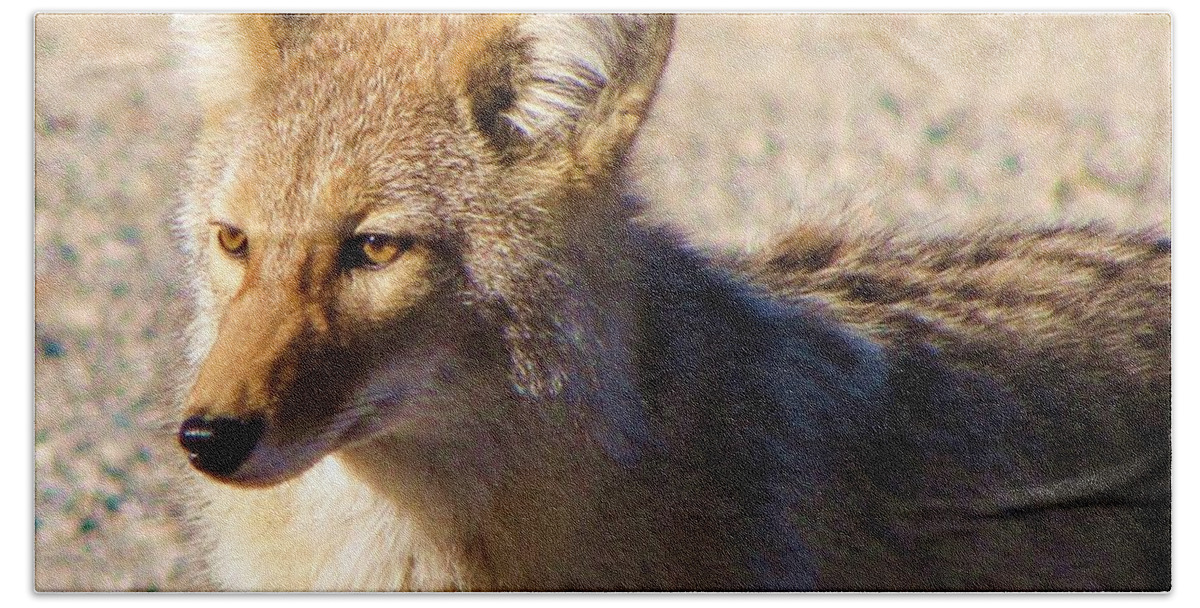 Coyote Beach Towel featuring the photograph Coyote the Trickster by Michele Penner