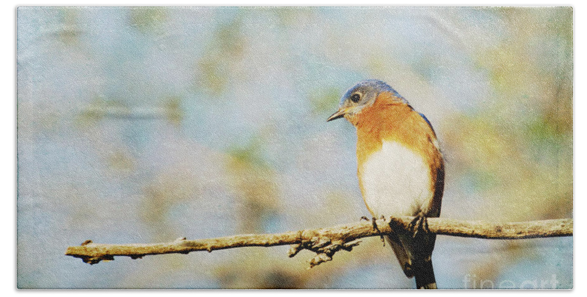 Bluebird Beach Towel featuring the photograph Papa Blue by Pam Holdsworth