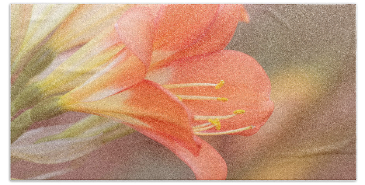 Orange Flower Beach Towel featuring the photograph Pastels by Kim Hojnacki