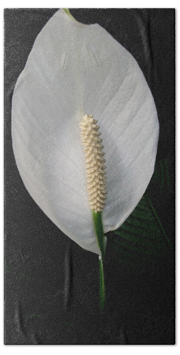 Lily Beach Towel featuring the photograph Peace Lily by Sharon Duguay