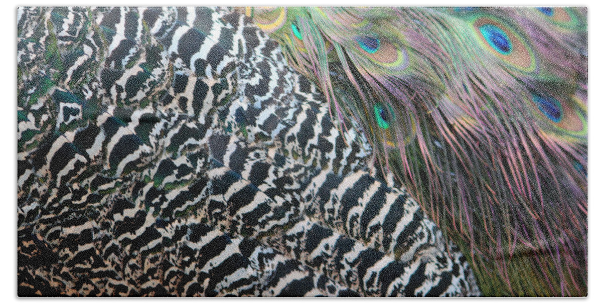 Peacock Beach Towel featuring the photograph Peacock Feathers by Cynthia Guinn