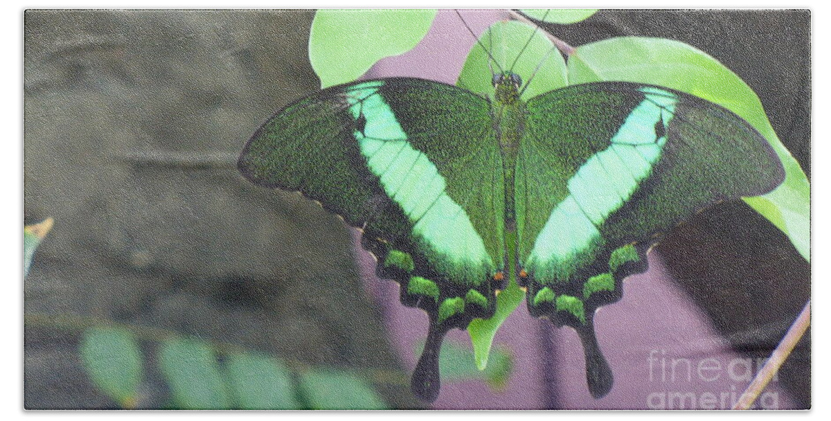 Butterfly Beach Sheet featuring the photograph Peacock Swallowtail by Lingfai Leung