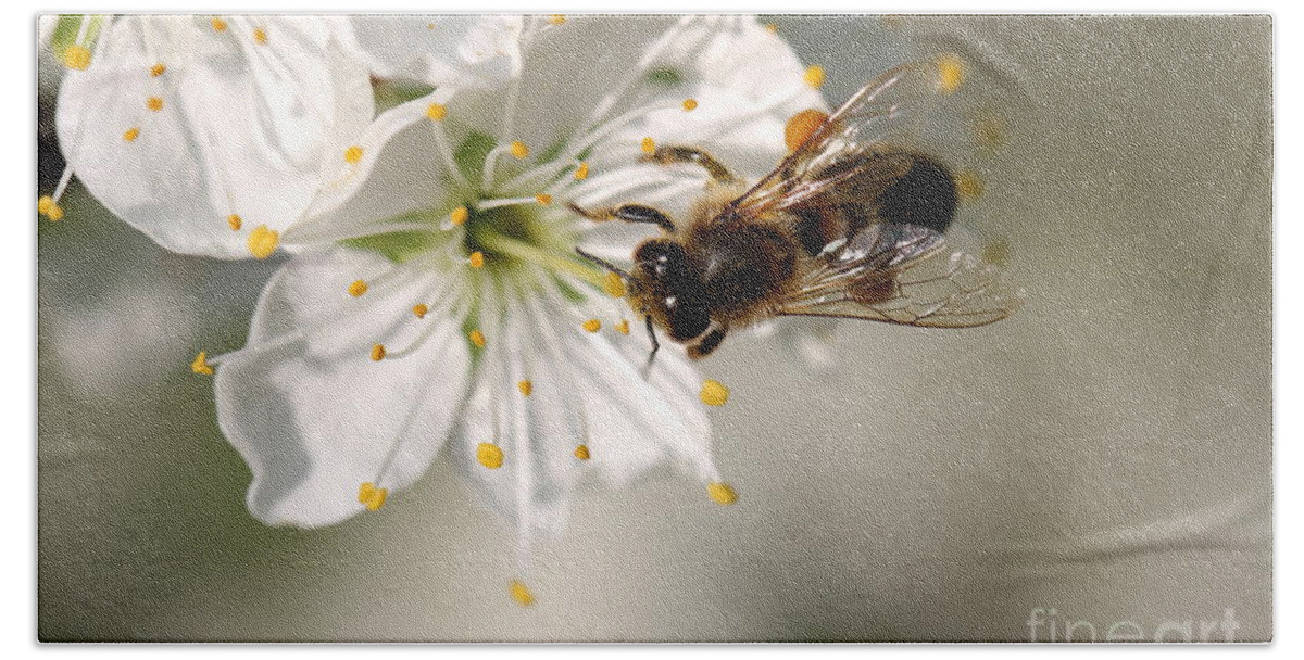 Spring Beach Towel featuring the photograph Pear Blossom with bee by Amanda Mohler