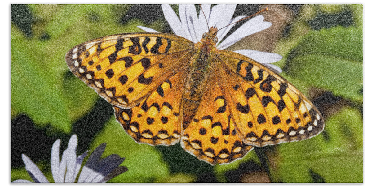 Aster Beach Towel featuring the photograph Pearl Border Fritillary Butterfly on an Aster Bloom by Jeff Goulden