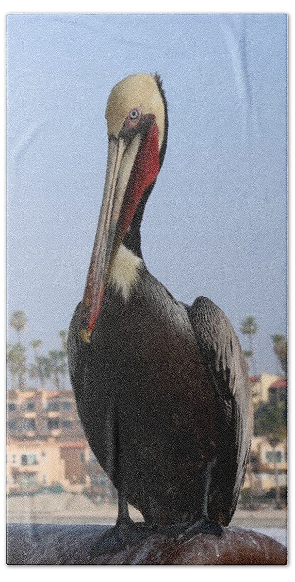 Wild Beach Towel featuring the photograph Pelican - 2 by Christy Pooschke