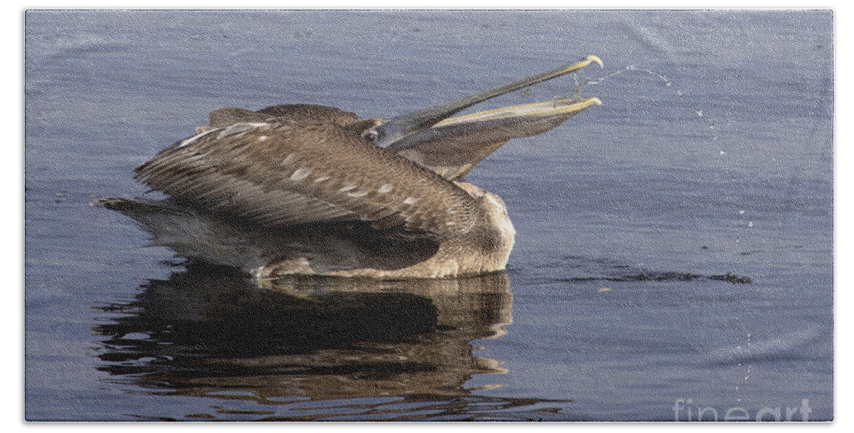 Brown Pelican Beach Towel featuring the photograph Pelican Fountain by Meg Rousher
