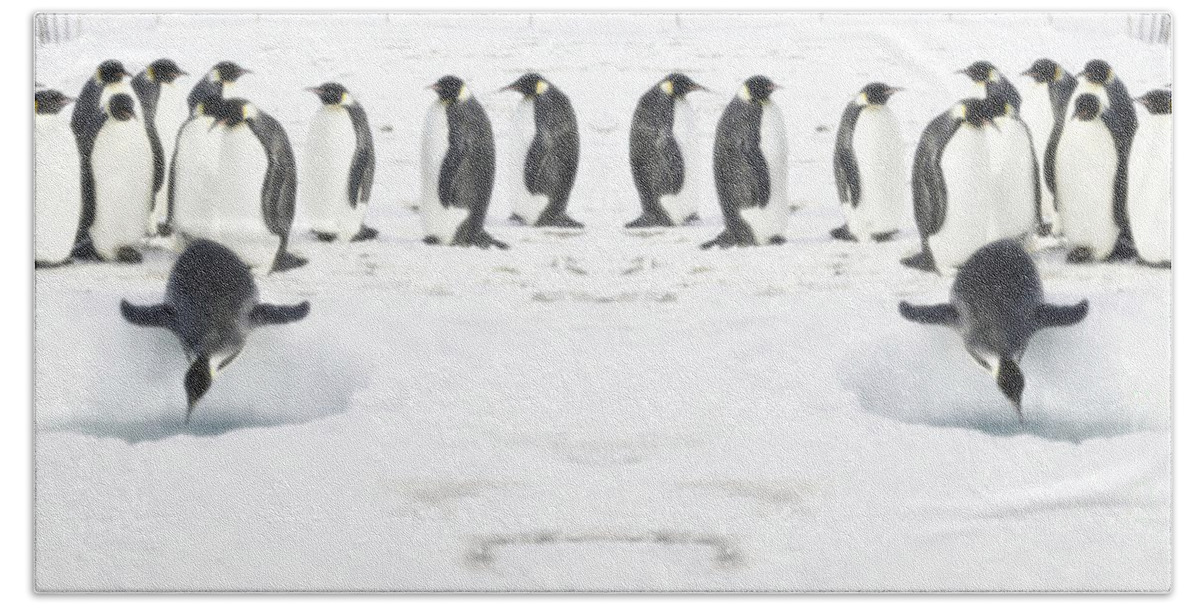 Penguin Beach Sheet featuring the photograph Penguin lunch time by Vintage Collectables