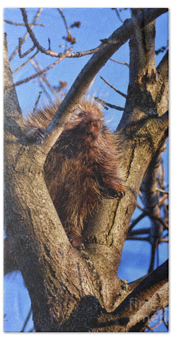 Nature Beach Towel featuring the photograph Pennsylvania Porcupine by Ronald Lutz