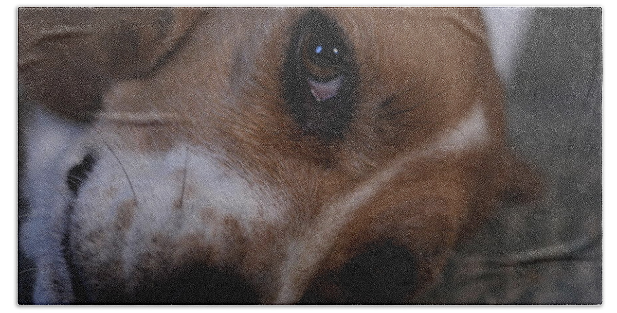 Beagle Beach Towel featuring the photograph Penny the Beagle Dog by Valerie Collins