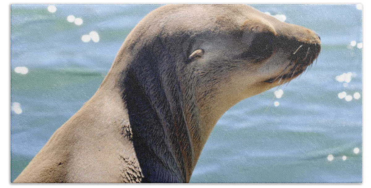 Animals Beach Sheet featuring the photograph Pensive Sea Lion by AJ Schibig