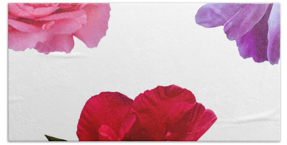 Peony Beach Towel featuring the photograph Peonies by Charles Harden