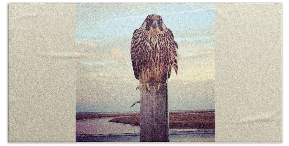 Wild Life Refuge Beach Towel featuring the photograph Peregrine Falcon by Katie Cupcakes