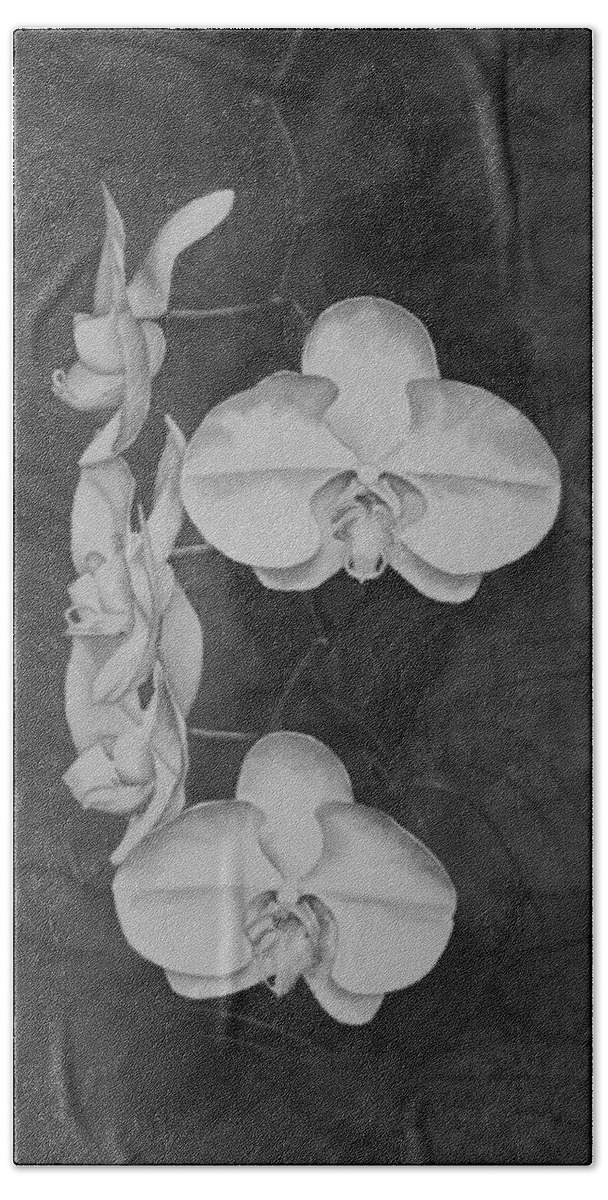 Black And White Beach Towel featuring the painting Phalaenopsis Beauty in Contrast by Heather Gallup