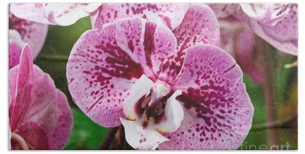 Background Beach Towel featuring the photograph Phalaenopsis flower by Antonio Scarpi