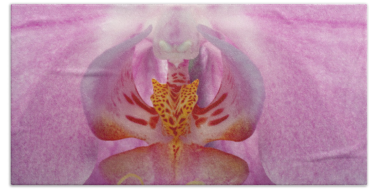 Angiosperm Beach Towel featuring the photograph Phalaenopsis Orchid by Perennou Nuridsany