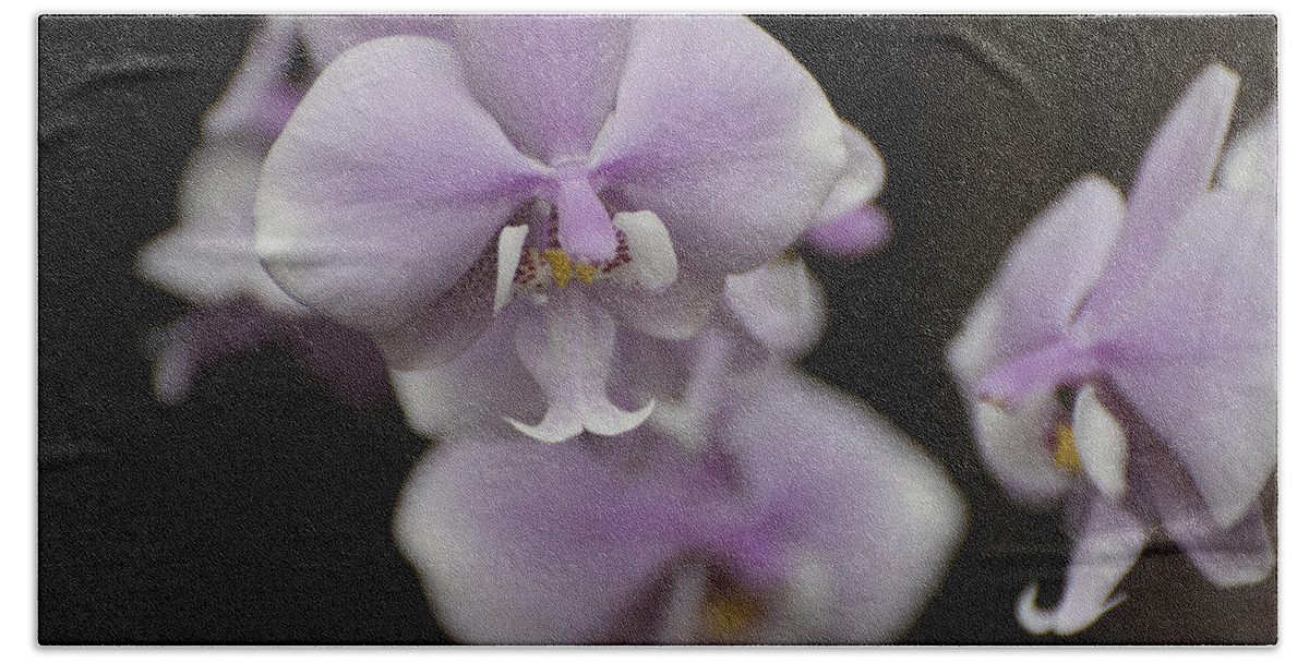 Purple Moth Orchid Beach Towel featuring the photograph Phalaenopsis schilleriana 8703 by Terri Winkler