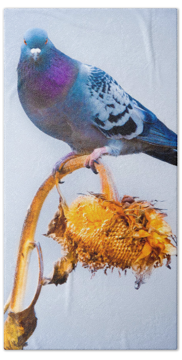 Pigeon Beach Towel featuring the photograph Pigeon On Sunflower by Bob Orsillo