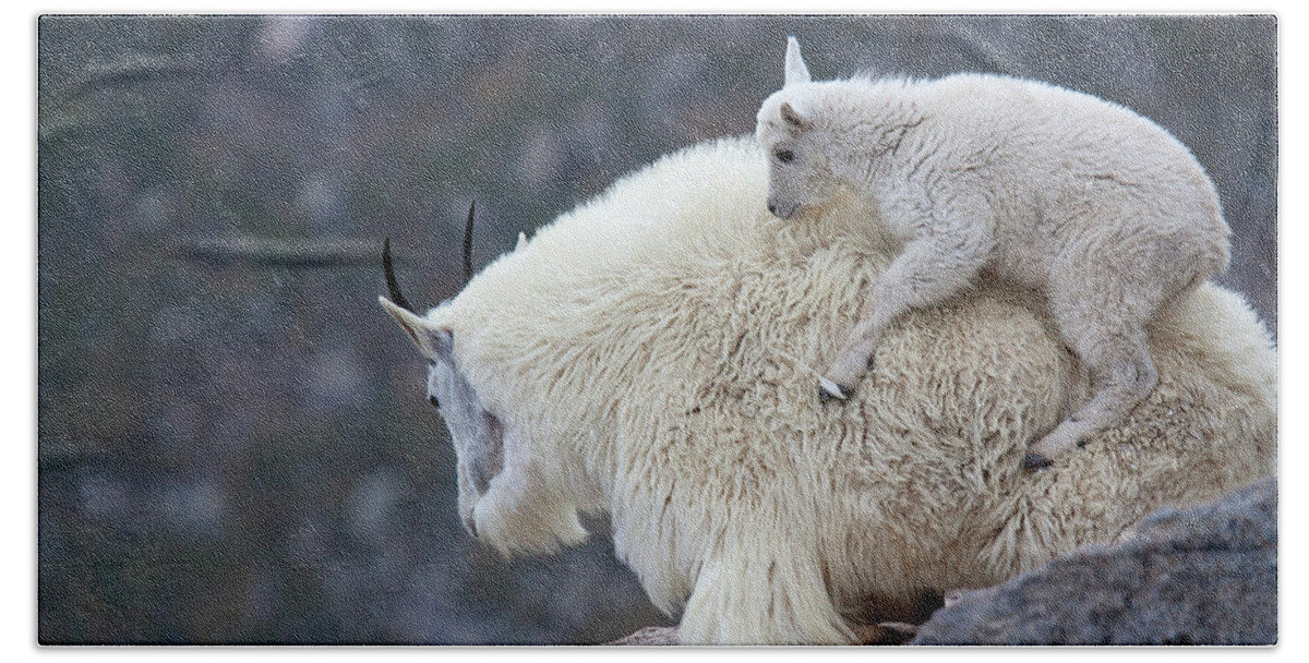 Mountain Goats Print Beach Towel featuring the photograph Piggyback Ride by Jim Garrison