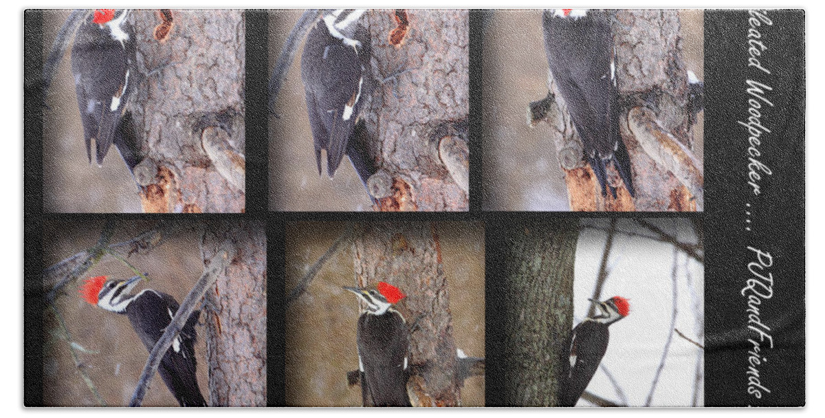 Pileated Woodpecker Collage Beach Towel featuring the photograph Pileated Woodpecker by PJQandFriends Photography