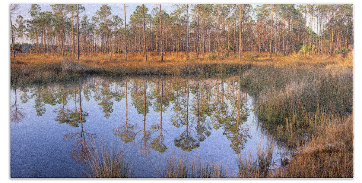 00175905 Beach Towel featuring the photograph Pine Pinus Sp Trees Reflected In Pond by Tim Fitzharris