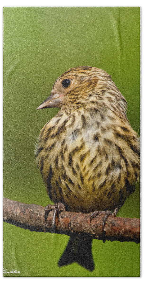 Animal Beach Towel featuring the photograph Pine Siskin With Yellow Coloration by Jeff Goulden