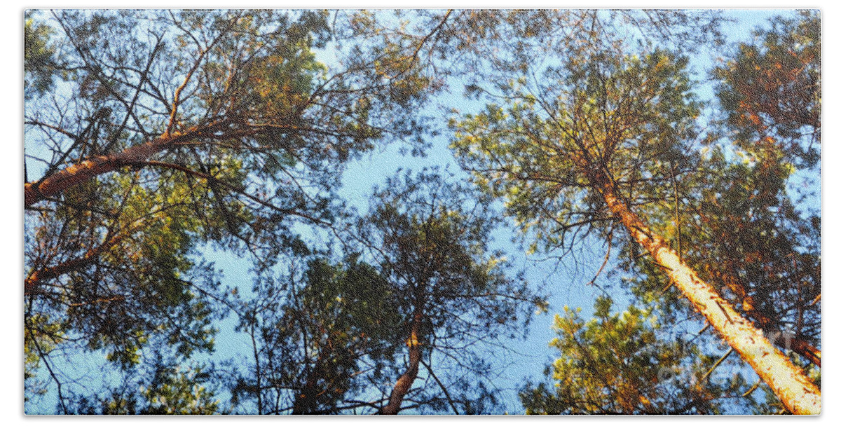Late October Beach Towel featuring the photograph Pines in the October Wind by Silva Wischeropp