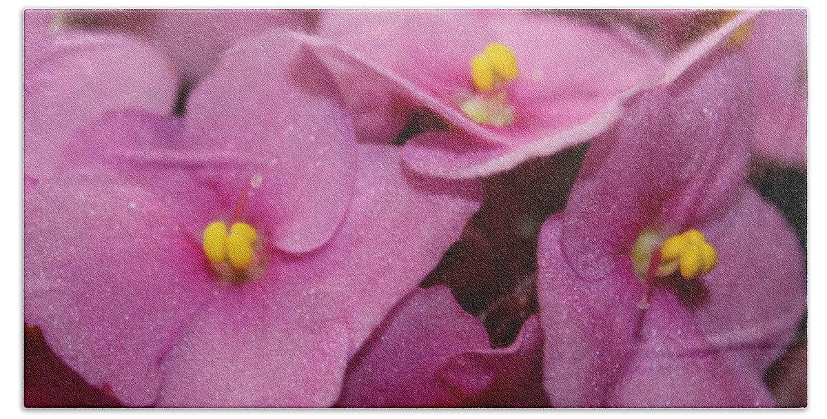 Pink African Violet Blossom Beach Towel featuring the photograph Pink African Violet Blossom by Barbara A Griffin