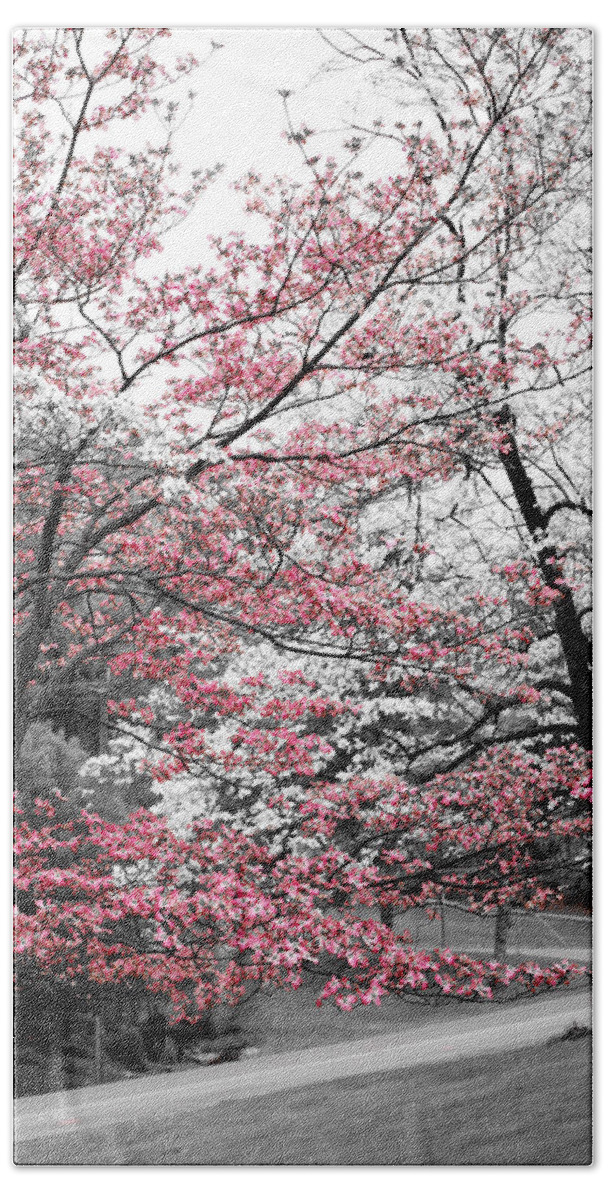 Pink Dogwoods Beach Sheet featuring the photograph Pink and White Dogwood Trees by Sharon Popek