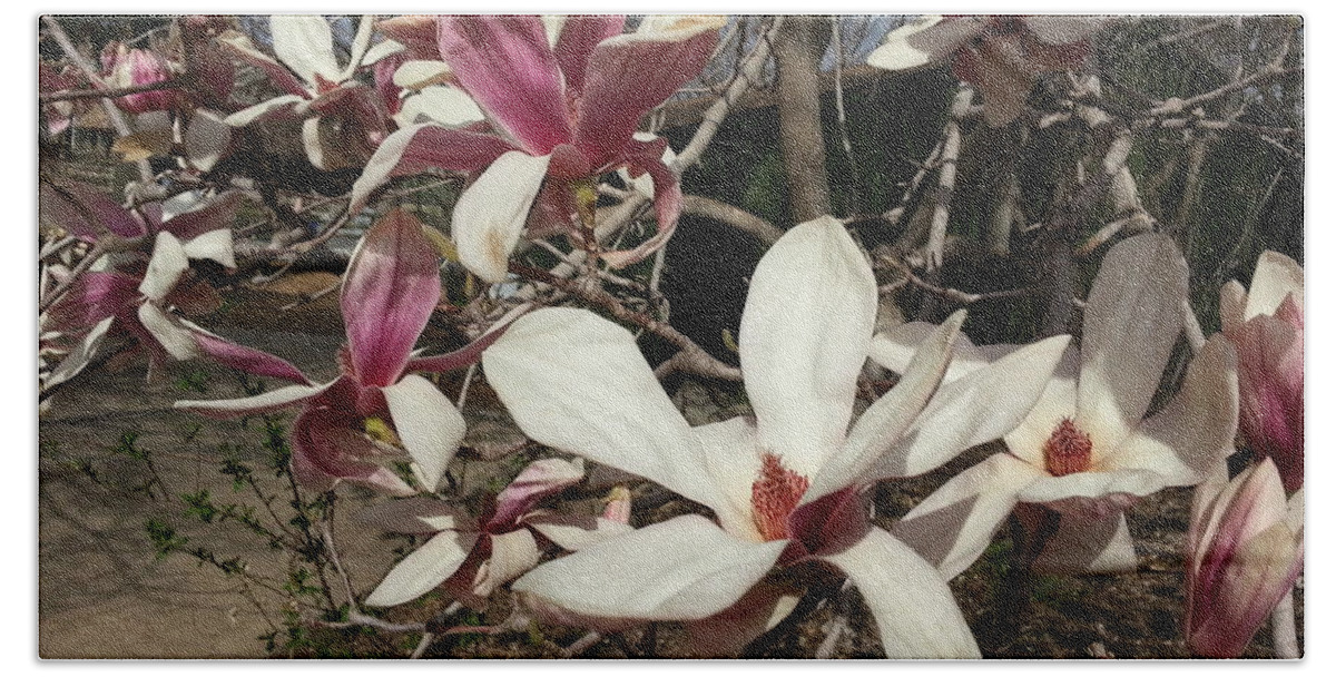 Pink Beach Sheet featuring the photograph Pink and White Spring Magnolia by Caryl J Bohn