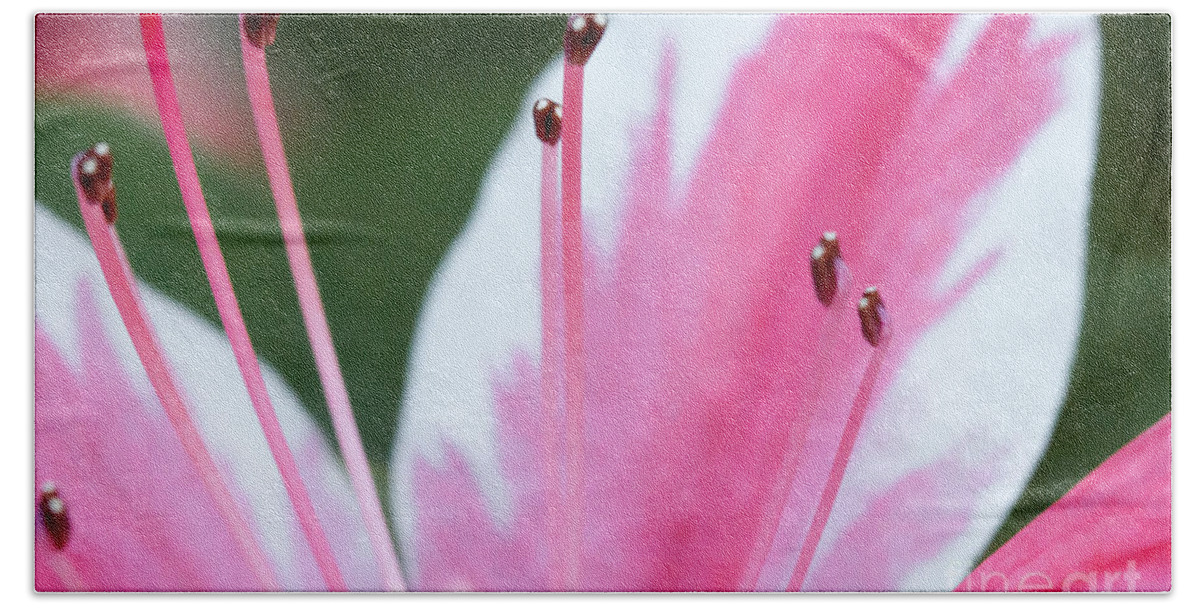 Flower Beach Towel featuring the photograph Pink Azalea by Todd Blanchard