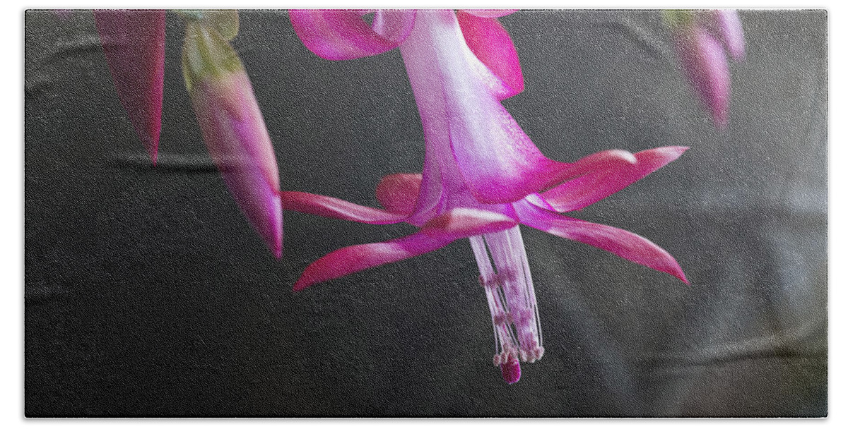 Pink Beach Towel featuring the photograph Pink Christmas Cactus by Roger Snyder