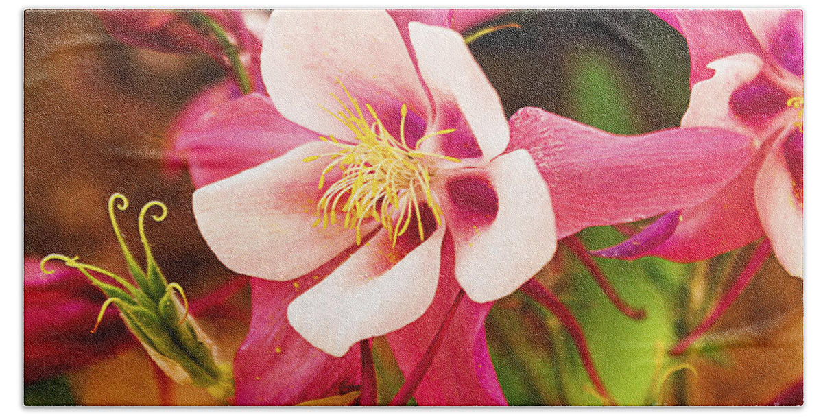 Garden Beach Towel featuring the photograph Pink Columbines by Janice Pariza