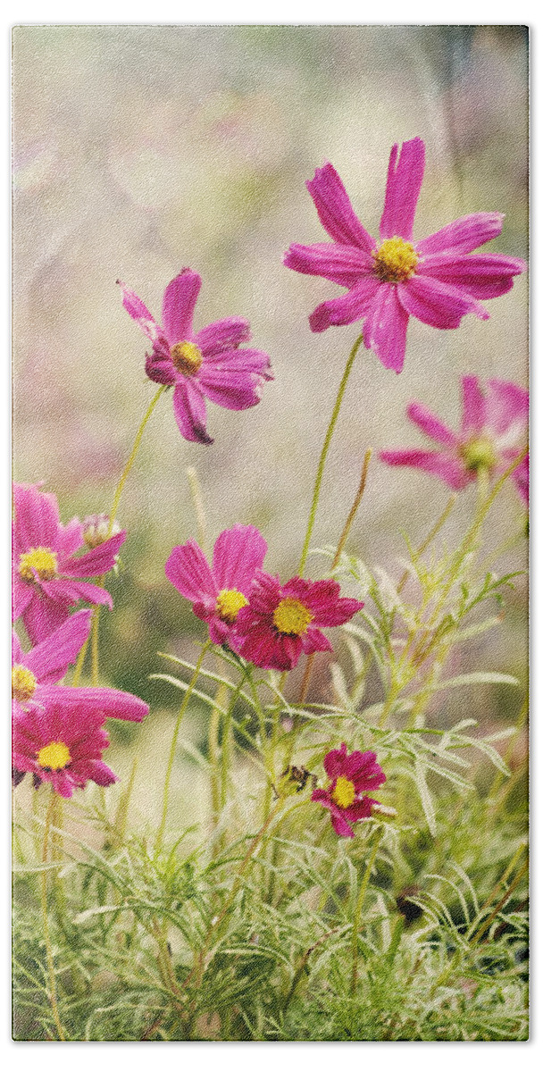Asteraceae Beach Towel featuring the photograph Pink Cosmos by Juli Scalzi