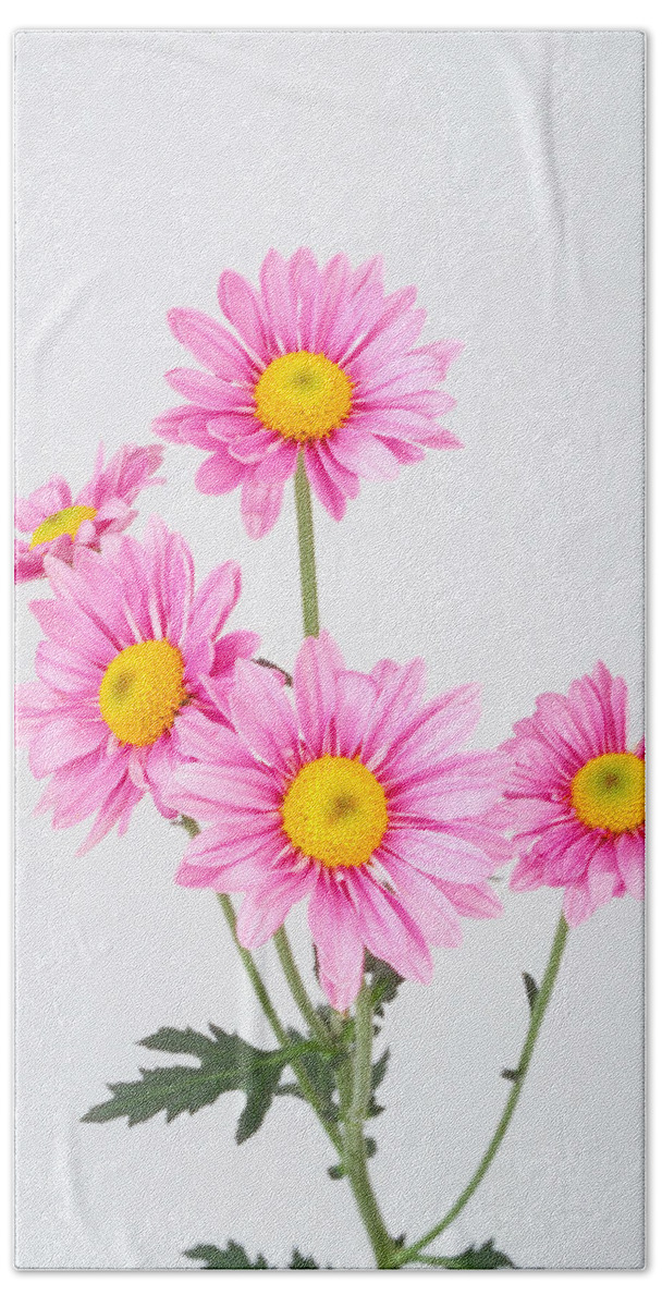  Beach Sheet featuring the photograph Pink Dasies by Matthew Pace
