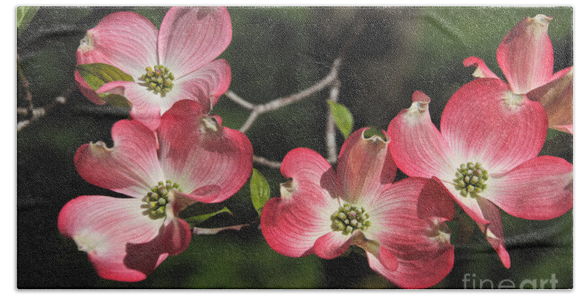 Pink Beach Towel featuring the photograph Pink Dogwood by William Norton