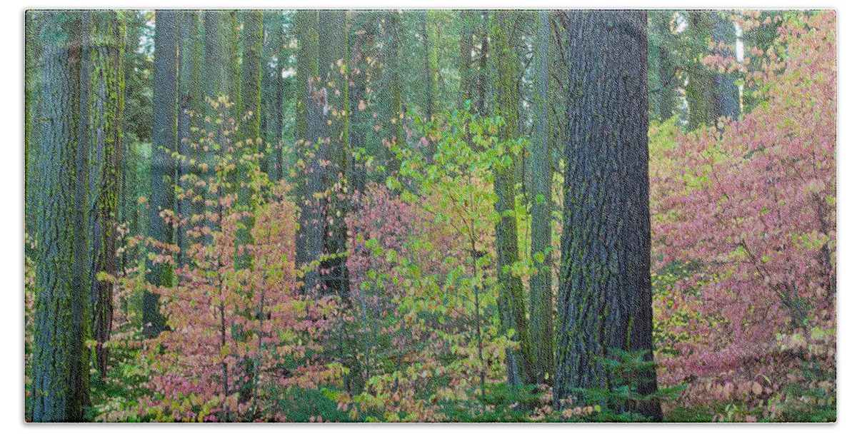 Landscape Beach Towel featuring the photograph Pink Dogwoods by Jonathan Nguyen