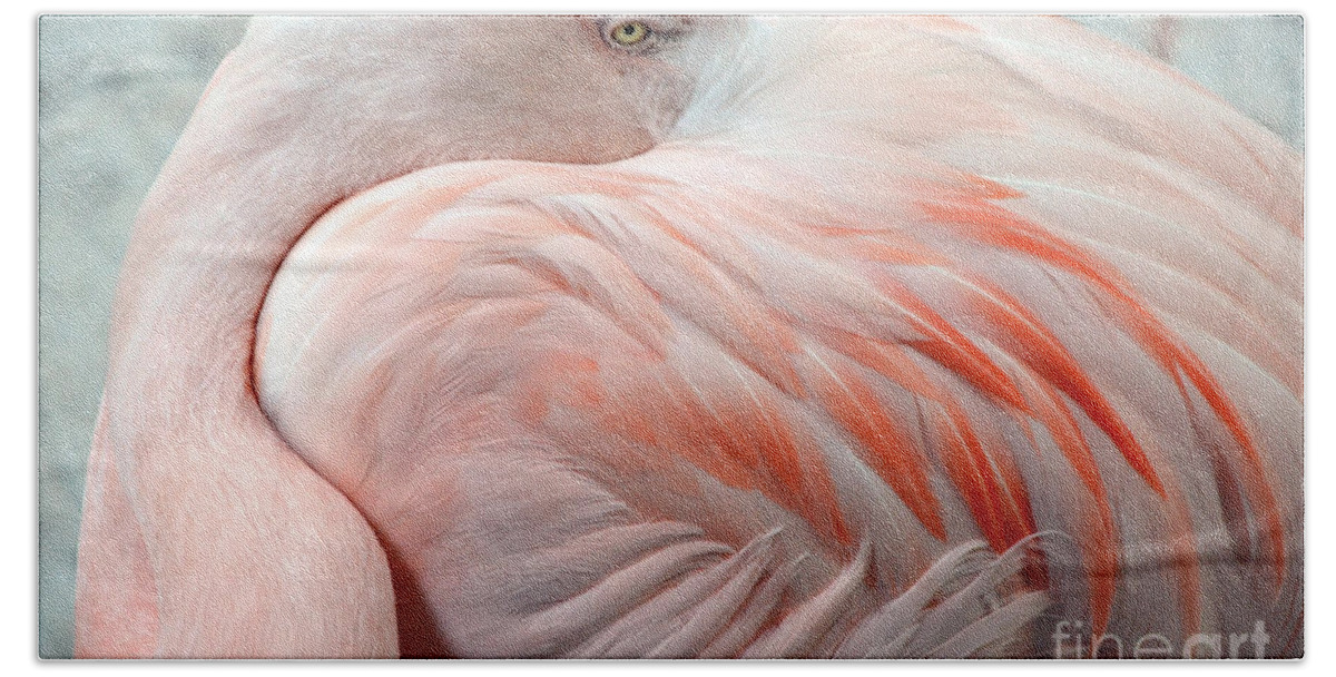 Pink Flamingo Ii Beach Towel featuring the photograph Pink Flamingo II by Robert Meanor